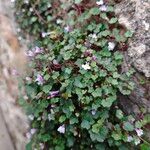 Cymbalaria aequitriloba Leaf