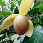 Magnolia coco Fruto