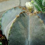 Astrophytum myriostigma Hábito