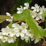 Prunus padus Flor