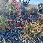 Hesperaloe parviflora 整株植物