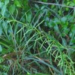 Asclepias verticillata Leaf