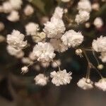 Gypsophila paniculata ᱵᱟᱦᱟ