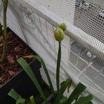 Allium cepa Квітка
