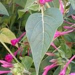 Mirabilis jalapa Ліст