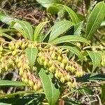 Pieris japonicaVaisius