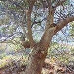 Acacia pendula چھال