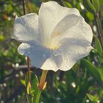 Rhabdadenia biflora Costuma