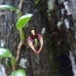 Bulbophyllum ngoyense Virág