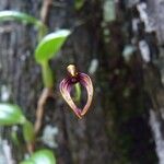 Bulbophyllum ngoyense Flower