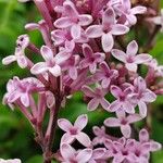 Syringa pubescens Blomma