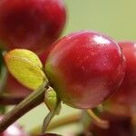 Hypericum androsaemum Fruit