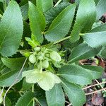 Helleborus argutifolius Листок