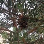 Pinus sylvestrisΦρούτο