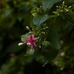 Combretum indicum Blüte