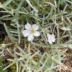 Cerastium tomentosum Λουλούδι