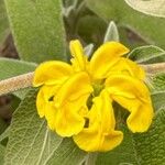 Phlomis fruticosa Λουλούδι