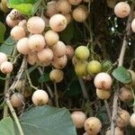 Cordia myxa Fruit