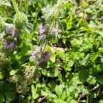 Mentha pulegium ᱵᱟᱦᱟ