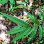 Heisteria costaricensis Leaf