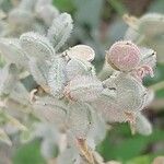 Fibigia clypeata Fruit