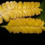 Calathea lasiostachya Fruto
