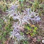 Eryngium bourgatii GouanFlor