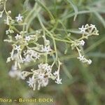 Ceballosia fruticosa Flor