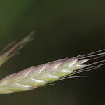 Bromus commutatus Other