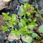 Arenaria serpyllifolia Lapas