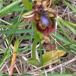 Ophrys speculum Flower