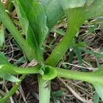 Plantago rugelii Folha