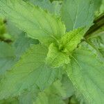 Scrophularia auriculata Leaf