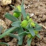Euphorbia sulcata Fruit