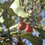 Euclea natalensis Frukto