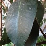 Ficus elastica Лист