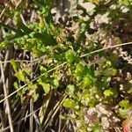 Senecio elegans برگ