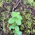 Galium scabrum Leaf