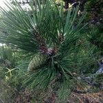 Pinus rigida Gyümölcs