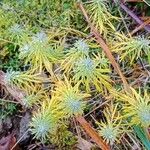 Euphorbia cyparissias 整株植物