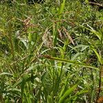 Sorghum arundinaceum Habit