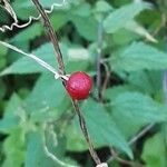 Dioscorea communis Ffrwyth