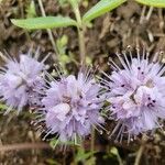 Hydrophyllum capitatum Flower