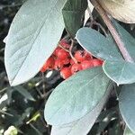 Cotoneaster coriaceus Liść