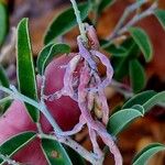 Indigofera oblongifolia Frucht