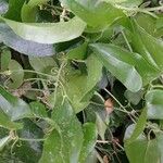 Smilax rotundifolia Leaf