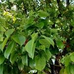 Cinnamomum glanduliferum Hoja