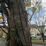 Malus baccata Bark