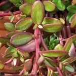 Portulaca umbraticola List