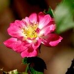 Rosa pendulina Flor